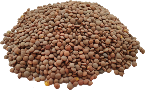 תמונה של עדשים חומות טבעיות במשקל